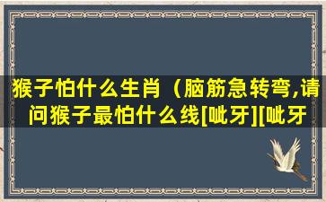 猴子怕什么生肖（脑筋急转弯,请问猴子最怕什么线[呲牙][呲牙][呲牙]）